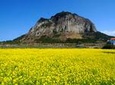 Jeju West Course - (Lunch included) Bus Tour, Full-day Tours, Day Trips