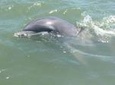 Hilton Head Island Dolphin Tour