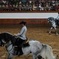 Full-day Jerez and Cadiz from Seville, with Horse Ballet and Sherry Tasting