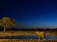 Night Game Drive and Bush Dinner from Victoria Falls