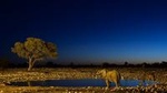 Night Game Drive and Bush Dinner from Victoria Falls