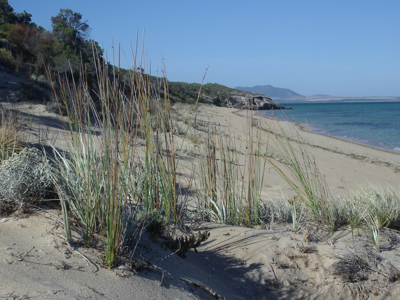 Cactus Beach