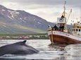 Whale Watching Tour from Hauganes