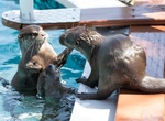 Swim with Otters at Nurtured By Nature, Valley Center, California