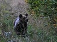 Private Brown Bear Watching Experience near Odorheiu Secuiesc