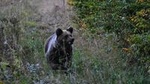 Private Brown Bear Watching Experience near Odorheiu Secuiesc