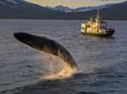Whale Watching from the heart of Akureyri