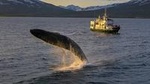 Whale Watching from the heart of Akureyri