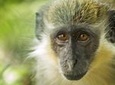Barbados Island Tour with Lunch and Wildlife Sanctuary