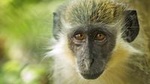 Barbados Island Tour with Lunch and Wildlife Sanctuary