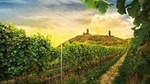 Prague Wine Tasting and Countryside Small-Group Tour with Lunch