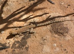 See a Long-tailed Brush Lizard