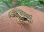 See a Relict Leopard Frog
