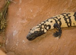 See a Gila Monster