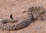 See a Rattle Snake