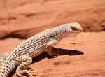 See a Desert Iguana