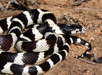 See a King Snake