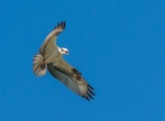 See a Osprey