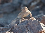 See a Horned Lizard