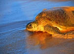 Visit Ras al Hadd & Ras al-Jinz Turtle Reserve, Oman