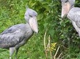 1 Day Mabamba swamp bird watching trip