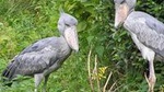 1 Day Mabamba swamp bird watching trip