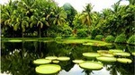1 Day Xishuangbanna City Tour with Menglun Tropical Botanical Garden
