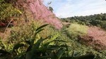 Private-Tour Doi Suthep Temple and Khun Chang Kien Village Half-Day 