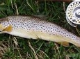 Brown trout fly fishing with fishing guide on Lough Corrib, County Galway. 1 day