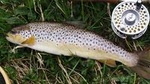 Brown trout fly fishing with fishing guide on Lough Corrib, County Galway. 1 day