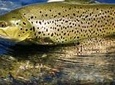 Brown trout fly fishing with fishing guide on Lough Corrib, County Galway. 1 day