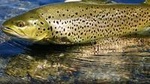Brown trout fly fishing with fishing guide on Lough Corrib, County Galway. 1 day