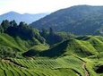 Cameron Highlands Countryside Tour