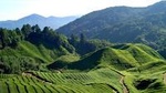  Cameron Highlands Countryside Tour