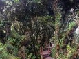 Cameron Highlands: Mossy Forest Discovery
