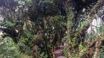 Cameron Highlands: Mossy Forest Discovery