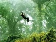 Rainforest Canopy Zipline & Hanging Bridges Tour From Monteverde