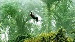 Rainforest Canopy Zipline & Hanging Bridges Tour From Monteverde