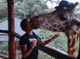 Day Tour: Giraffe Center and David Sheldrick Elephant Orphanage from Nairobi