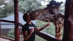 Day Tour: Giraffe Center and David Sheldrick Elephant Orphanage from Nairobi