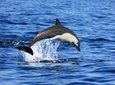 DOLPHIN WATCHING 