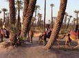 Dromadery in Marrakech Palm groves