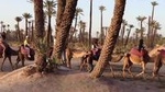 Dromadery in Marrakech Palm groves