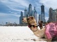Dubai Full-Day City Tour with Lunch and Burj Khalifa