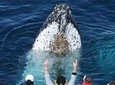 Spirit of Gold Coast Whale Watching Experience
