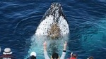 Spirit of Gold Coast Whale Watching Experience