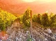 Herzegovina Wine Route in a Day Tour from Mostar