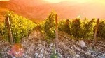Herzegovina Wine Route in a Day Tour from Mostar