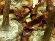 Rome Sunday Food Tour