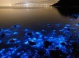 Luminous Lagoon Small Group Tour from Ocho Rios